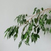 Image 7: Plant de ficus
