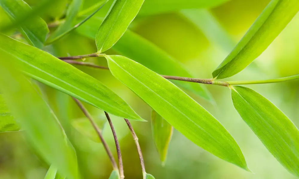 Lot de 2, 3, 4 ou 6 bambous non invasifs
