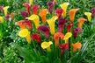 Calla Lily 'Carnival' or 'Romance Blend' 9 or 18 Bulbs - Image 4