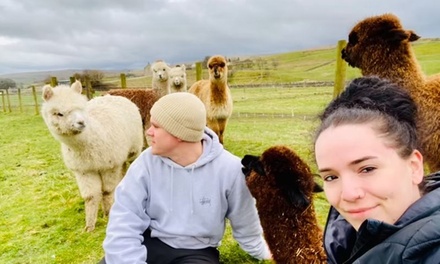 Alpaca Meet & Greet Experience with Trek - For 1 - Pennine Lodge Alpaca Trekking - Bishop Auckland