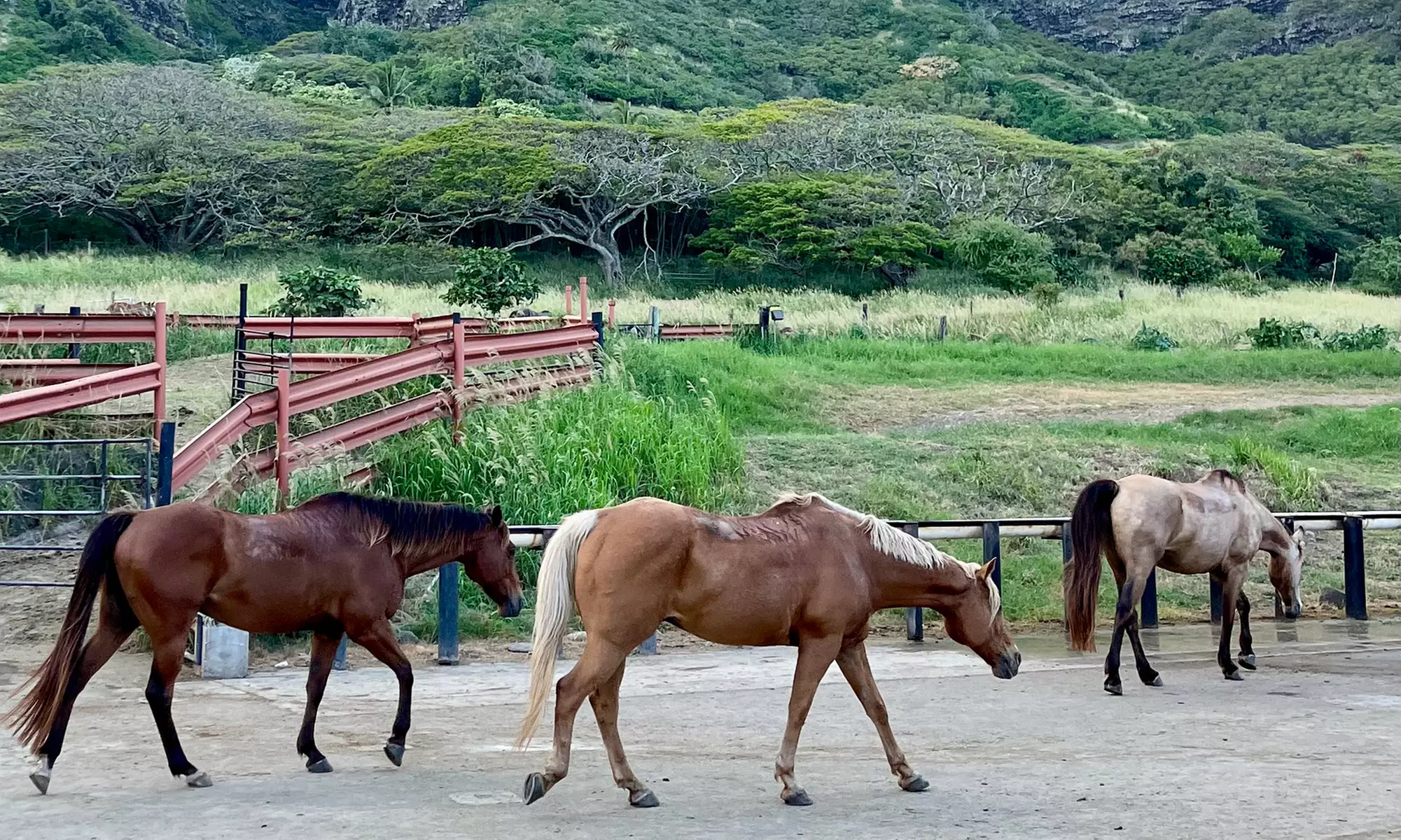 Private Oahu Coastal Scenic Tour + Hidden Gems for 1, 2, or 4 Guests