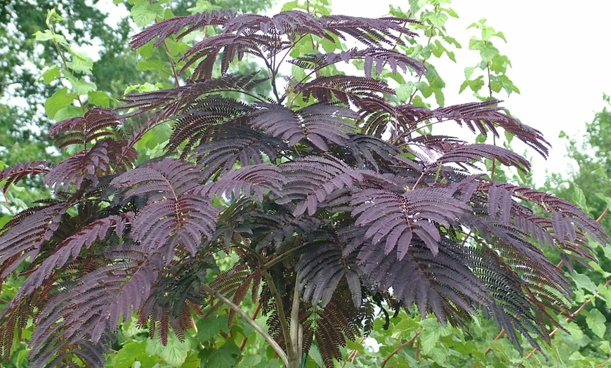 Image 1: Yougarden Persian Summer Chocolate Silk Tree