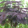 Image 1: Yougarden Persian Summer Chocolate Silk Tree