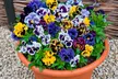 Pansy Frizzle Sizzle Mixed Collection – 24 or 48 plants - Image 2