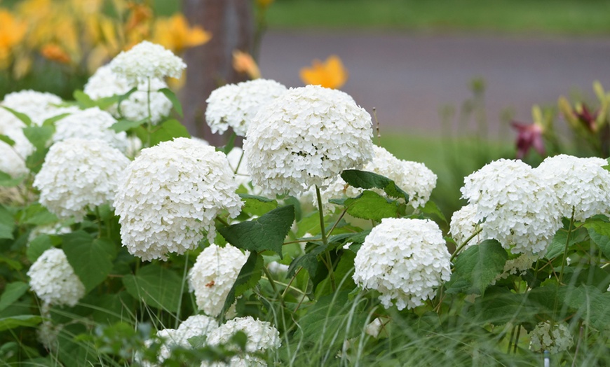 Image 15: Upto Three Mixed Potted White Hydrangea Varieties
