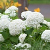 Image 15: Upto Three Mixed Potted White Hydrangea Varieties