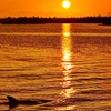 Image 1: Breathtaking Sunsets on a Wildlife Cruise through San Carlos Bay