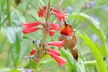 Discover Serene Beauty & Explore 86 Acres of Rare California Native Plants at California Botanic Garden - Second Medium