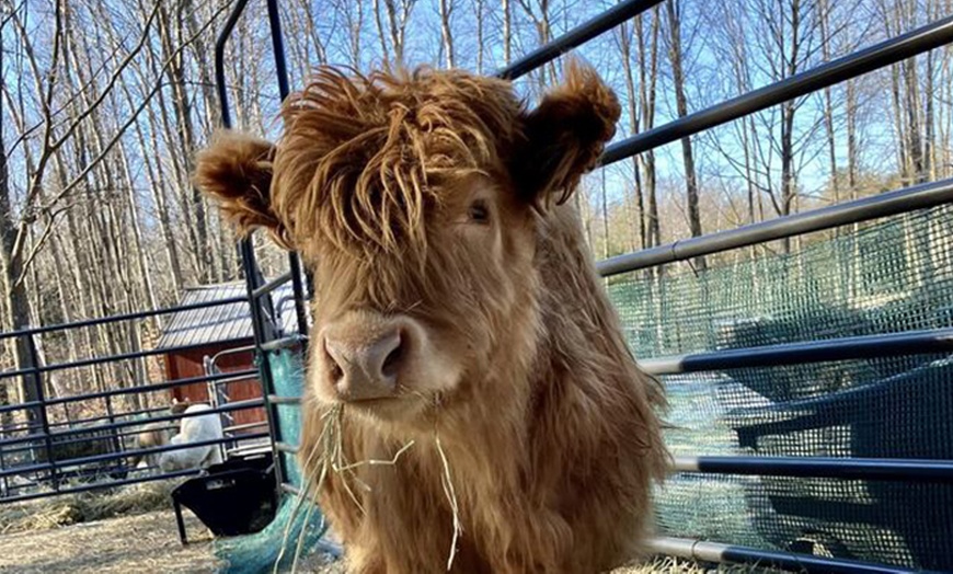 Image 11: Experience One Hour Petting Animals & Farm Tour for One, Two, or Four 