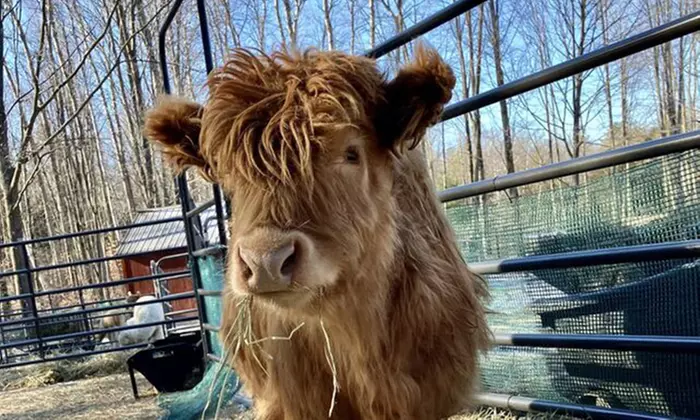 Experience One Hour Petting Animals & Farm Tour for One, Two, or Four