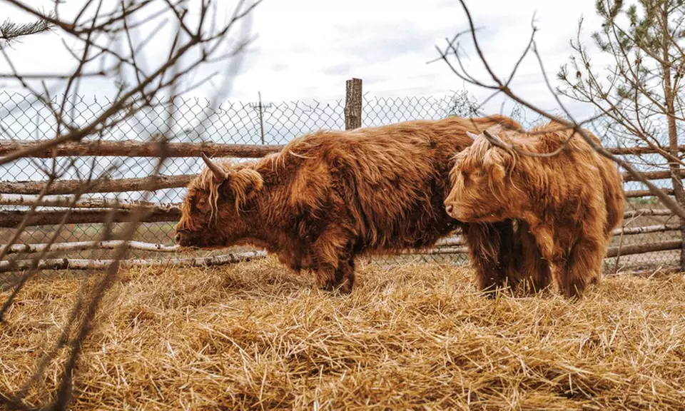 Przygoda w stylu Dzikiego Zachodu: wejście na ranczo dla 2-4 osób
