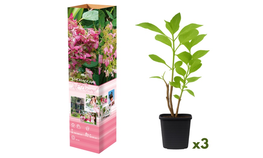 Image 4: Plants d'hortensias colorés