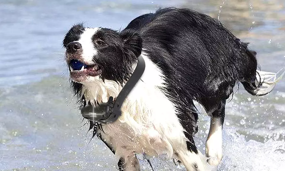 iMounTEK Waterproof Vibration and Shock Dog Training Collar