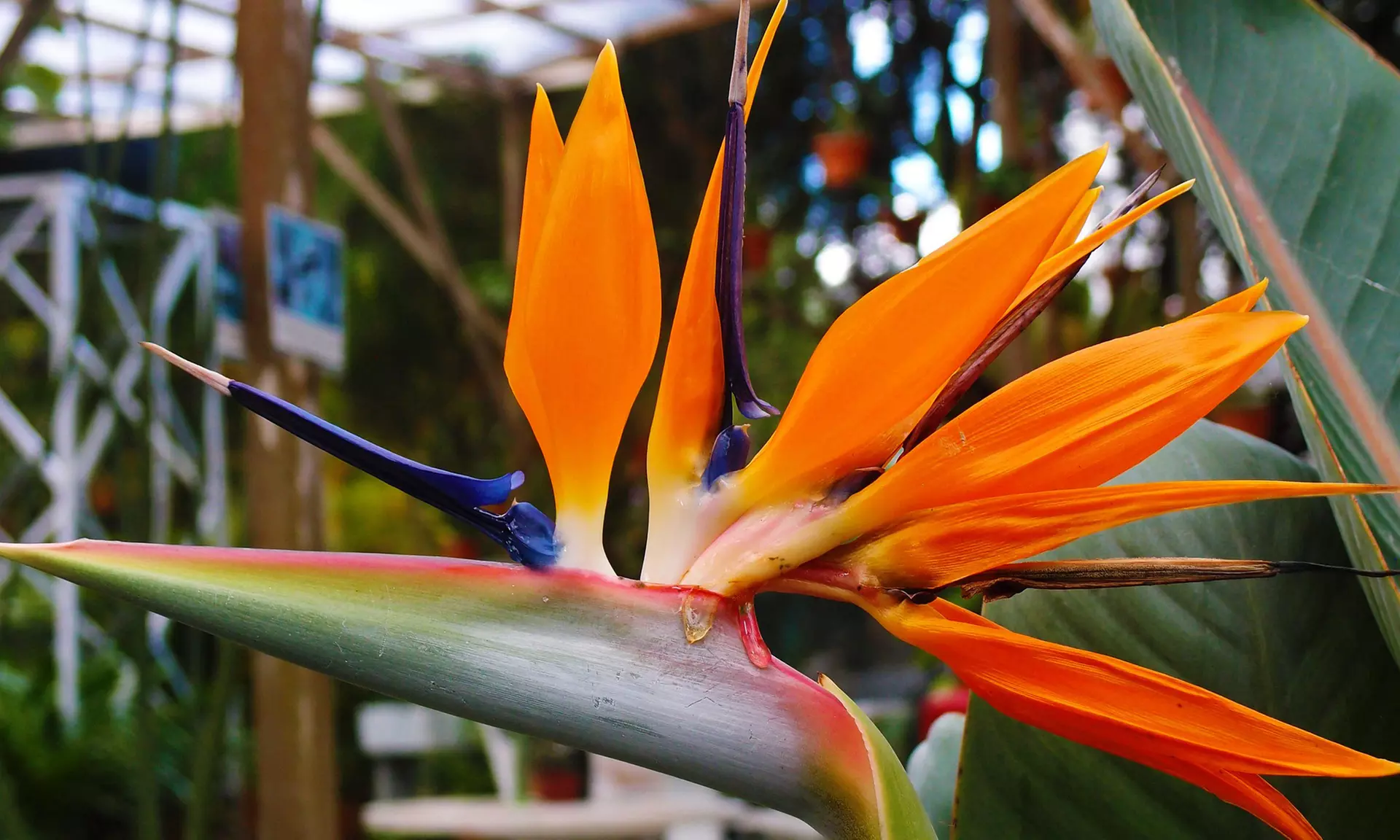 3 o 6 piante di Strelitzia Uccello del Paradiso