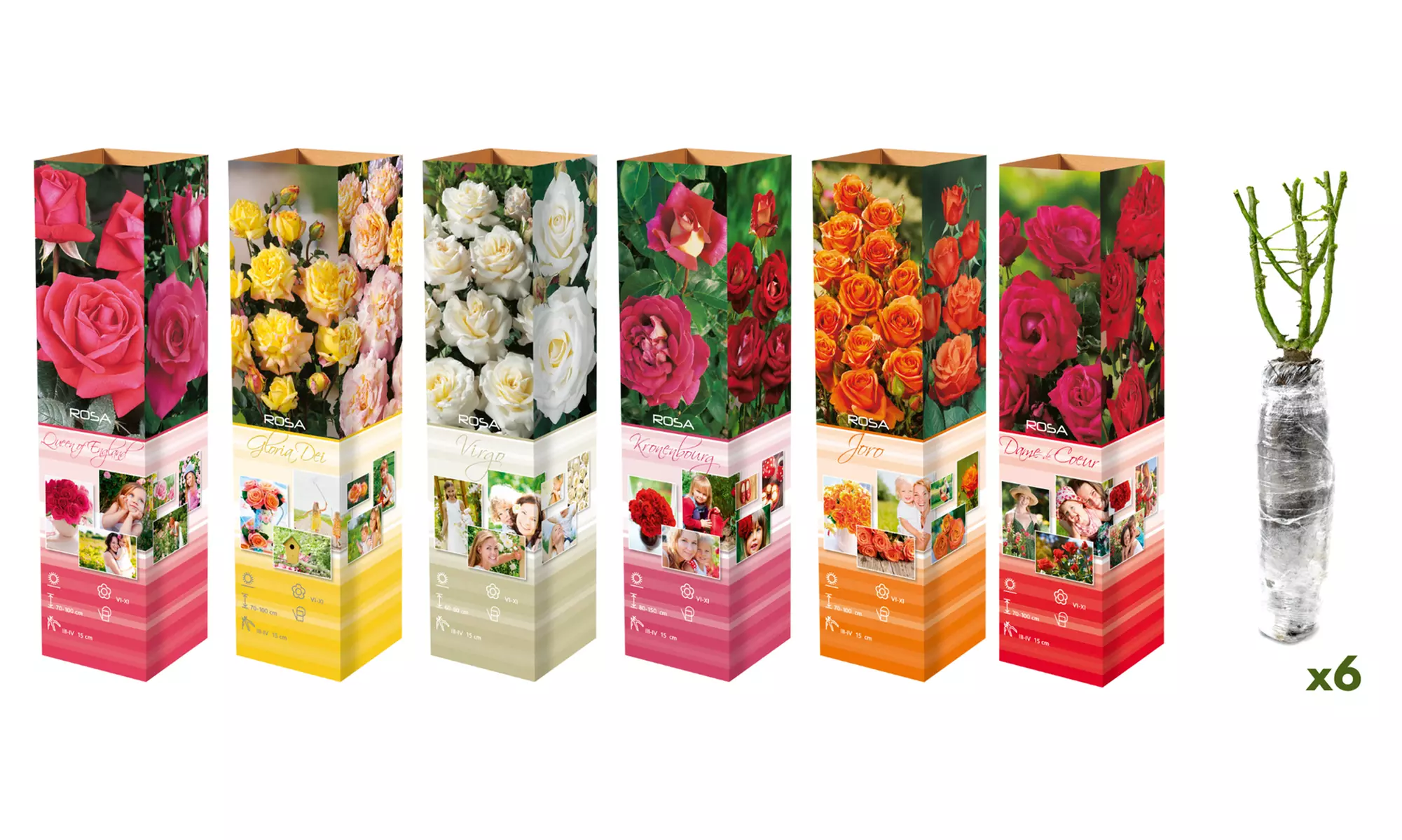 Mélange de 6 roses à grandes fleurs