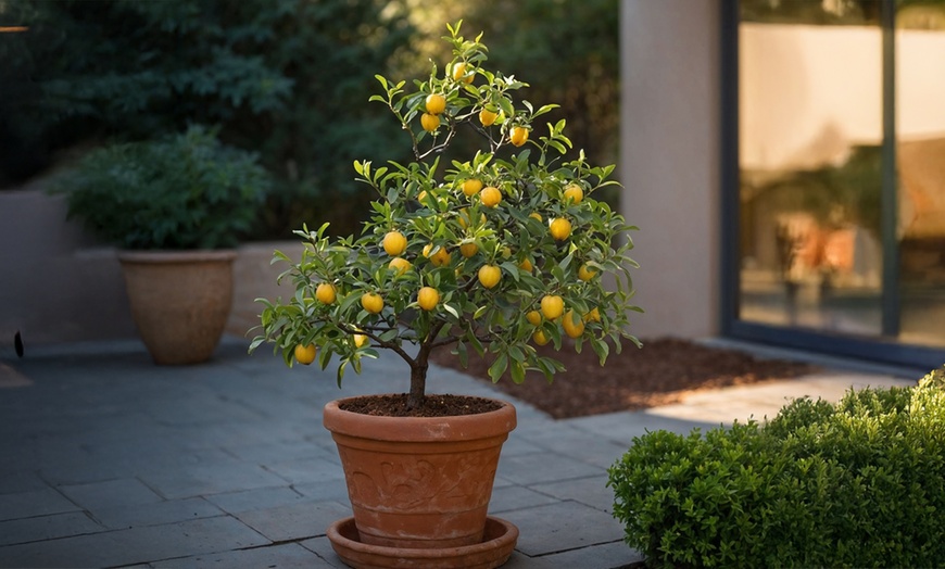 Image 1: Set de 4 árboles frutales rootz