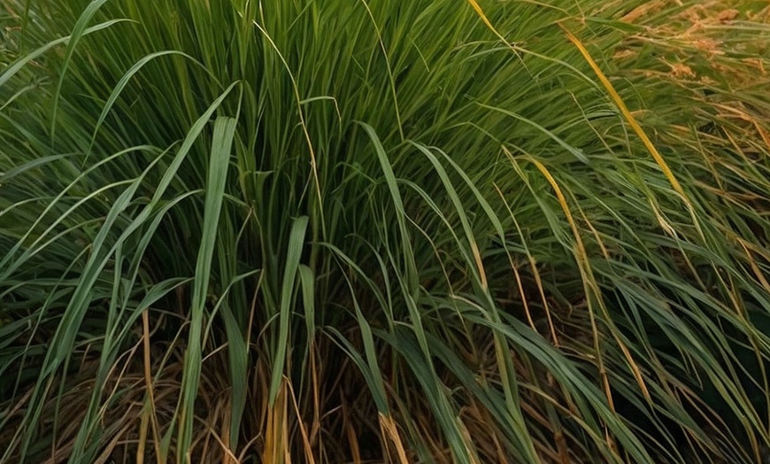 Image 2: 1x oder 2x Chinaschilf 'Gracillimus'