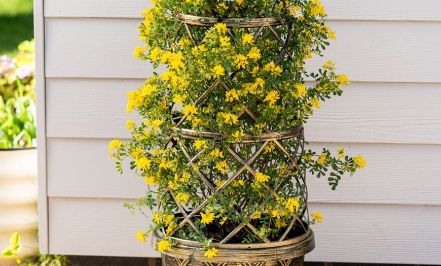 Image 6: Coronilla Citrina 9cm Potted Plants