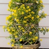 Image 6: Coronilla Citrina 9cm Potted Plants