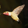 Image 2: Enjoy Nature and Art:  Admission for 2, 3, or 4 Adults