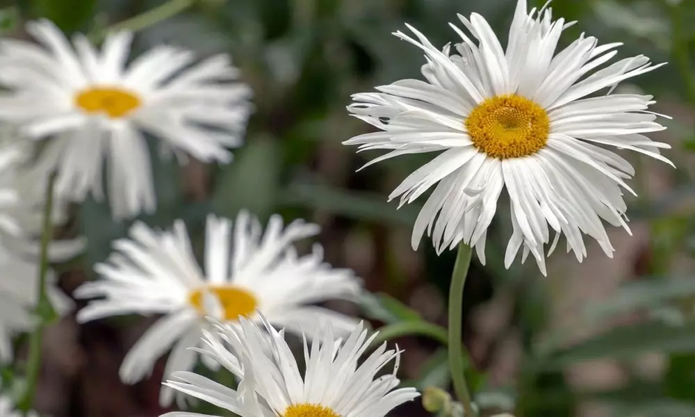 24 Wildlife Friendly Perennial Plants