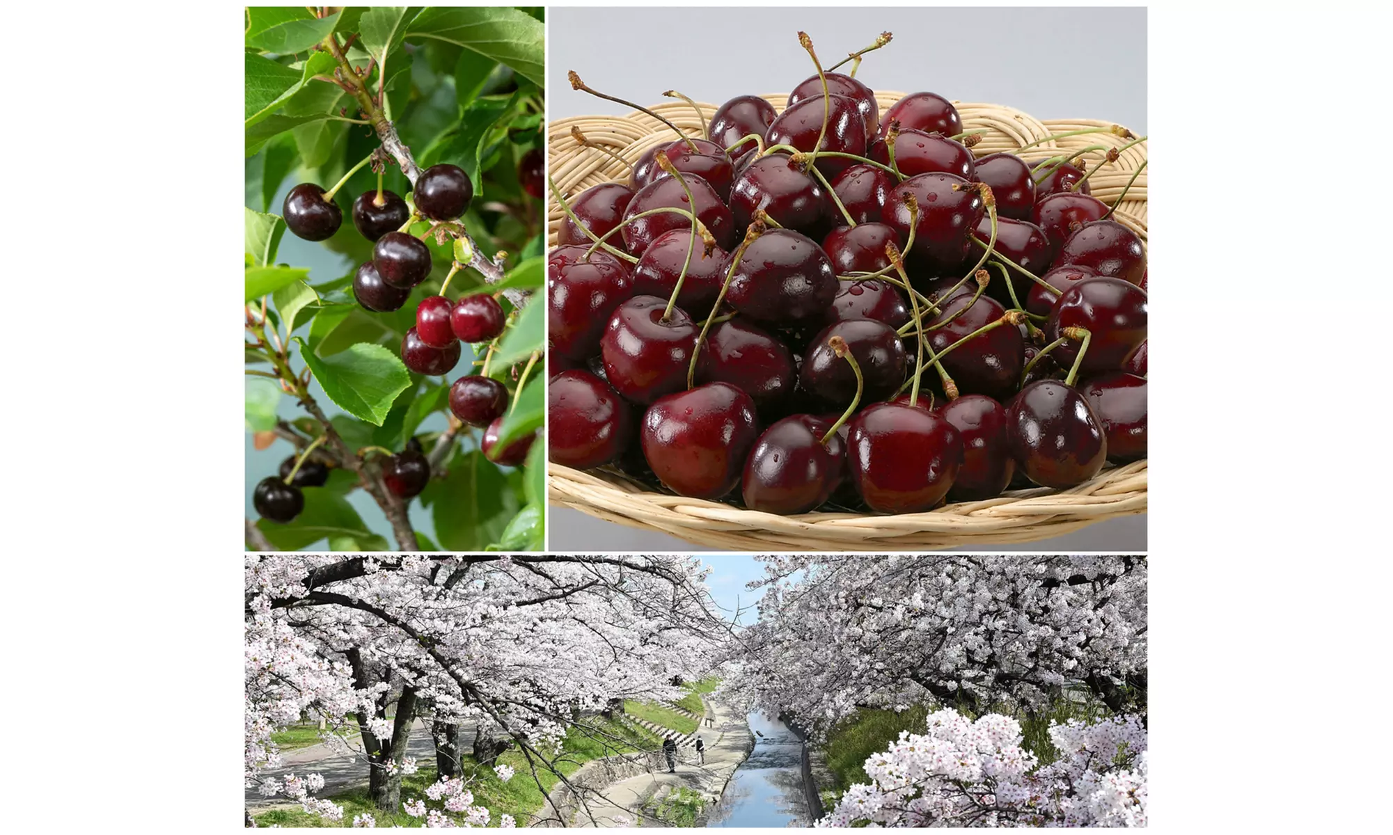 Set van 3 fruitbomen