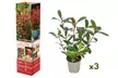 Set di Piante Photinia, Foglie Rosse - Image 2