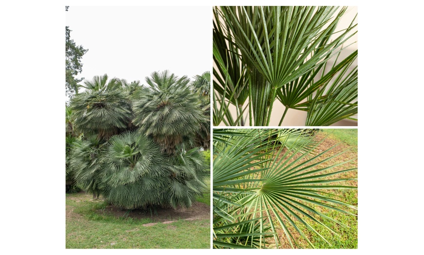 Image 4: 1 ou 2 plants de Chamaerops Humilis 