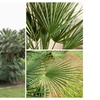 Image 4: 1 ou 2 plants de Chamaerops Humilis 