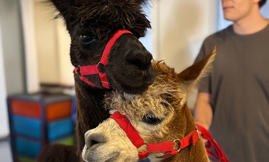 Image 5: Kids or Adult Ticket to 60-Minute Alpaca Meet & Greet Experience