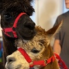 Image 5: Kids or Adult Ticket to 60-Minute Alpaca Meet & Greet Experience