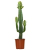 Image 2: Cactus de interior "Euphorbia Acruensis" con maceta incluida
