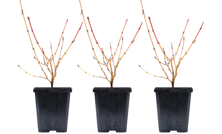 Image 7: One, Two or Three Hardy Cornus Winter Flame Potted Plants
