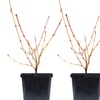 Image 7: One, Two or Three Hardy Cornus Winter Flame Potted Plants