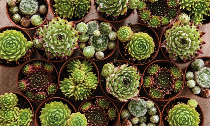 Image 22: Mixed Seasonal Alpine/rockery Plants - Potted or Plug Plants