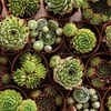 Image 22: Mixed Seasonal Alpine/rockery Plants - Potted or Plug Plants