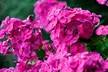 Mixed Phlox Paniculata 'Fragrant Collection' - 3 or 12 Plants - Image 6