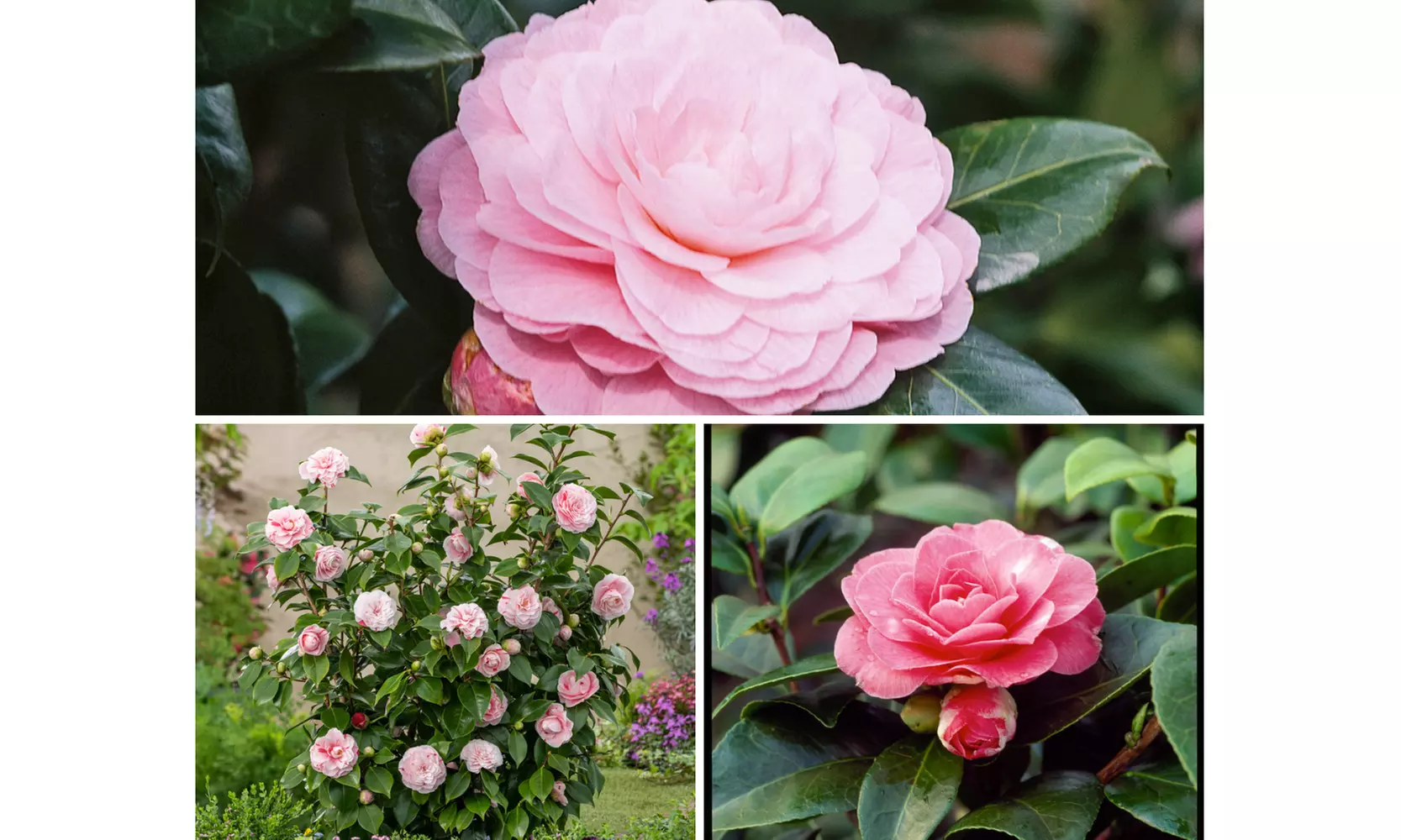 1 oder 2 japanische Rosen-Sträucher "Camellia japonica" XL