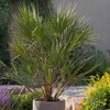 Image 1: 1 ou 2 plants de palmiers Chamaerops Humilis en pot