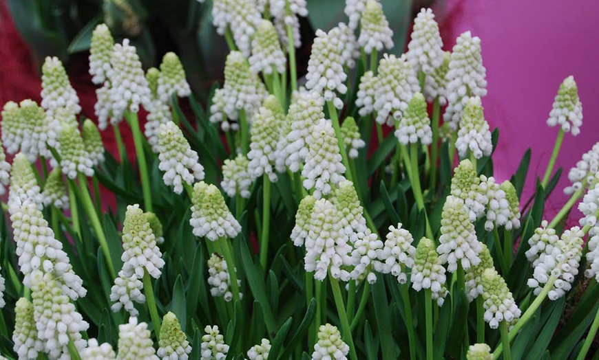 Image 5: 30 or 60 Grape Hyacinth Muscari 'Album' Spring Flowering Bulbs