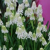 Image 5: 30 or 60 Grape Hyacinth Muscari 'Album' Spring Flowering Bulbs