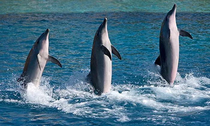 Summer Sale! SeaWorld Tickets, Fun Cards & More! 67% Off