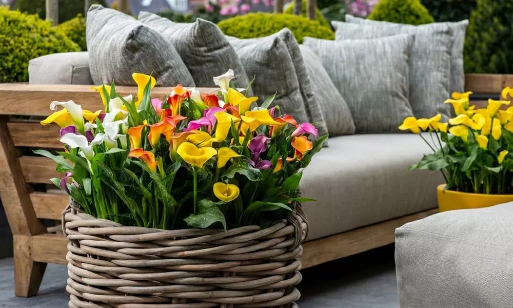 Calla Lily 'Carnival' or 'Romance Blend' 9 or 18 Bulbs - Primary Image