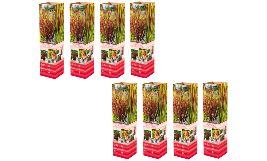 Image 9: Set de 4 ou 8 graminées ornementales "Red Baron" de Gardenzo