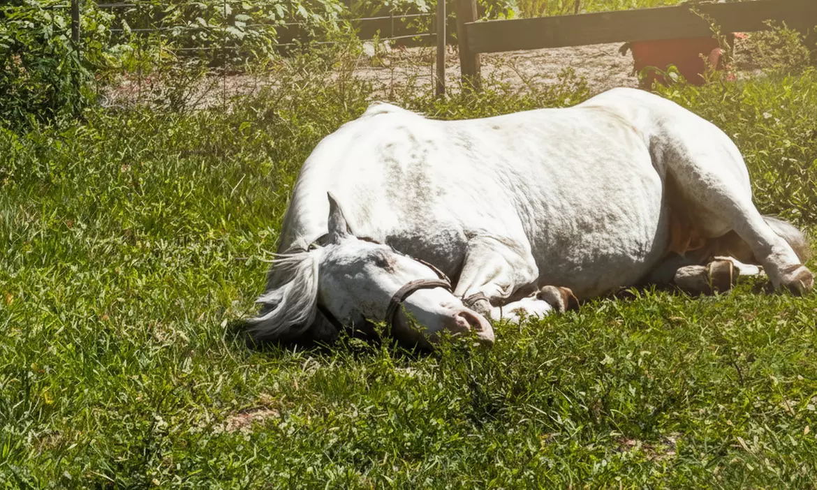 Delve into One, Two or Four Horseback Riding Lessons for a Child