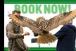 Award Winning Falconry Experience: Two-Hour Bird of Prey for 1, 2 or 4 @Mercer Falconry (Up to 78% Off) - Image 5