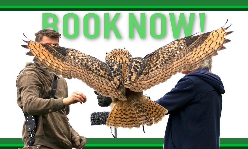 Image 6: Experience the Thrill: Two-Hour Birds of Prey Adventure for 1, 2, or 4
