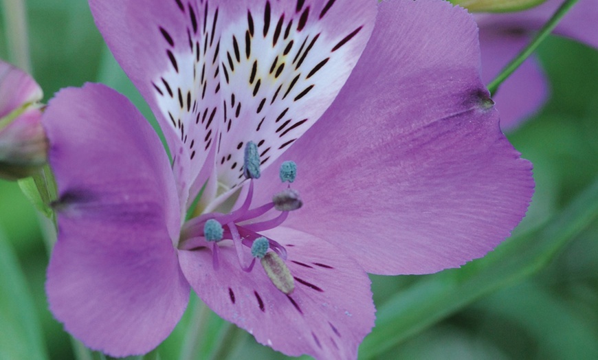 Image 4: One, Three or Six Plants of Lucky Dip Alstroemeria Peruvian Lily Mix