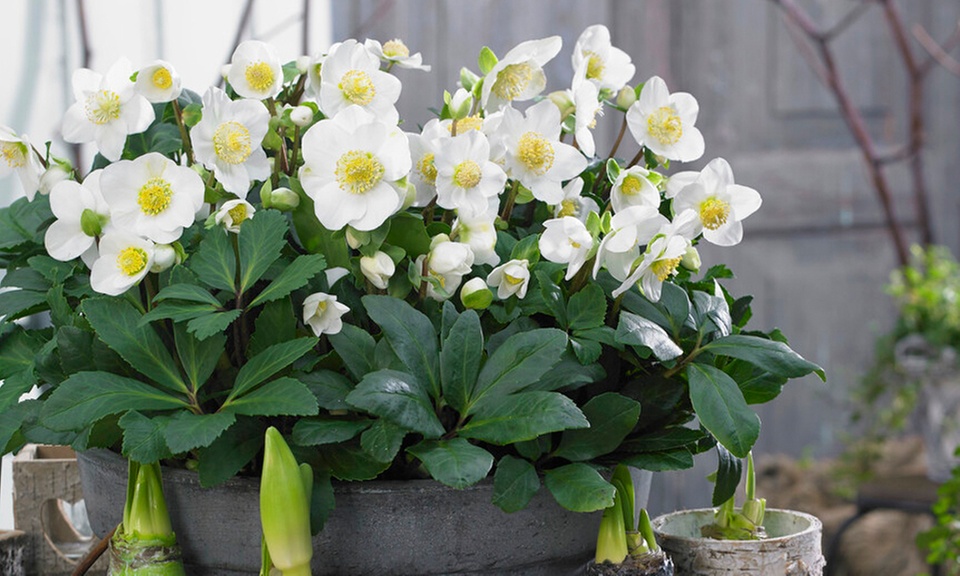 Set de 3 ou 6 Hellébores "Christmas Carol" à floraison hivernale