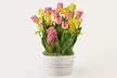 Luxury Lush House Plants from ProFlowers for Every Milestone Celebration (Up to 50% Off) - Second Medium